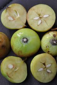 Attēlu rezultāti vaicājumam “Poa angustifolia fruit”