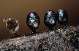 Attēlu rezultāti vaicājumam “Lamproderma ovoideum macro”