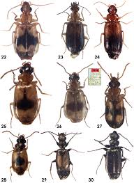 Attēlu rezultāti vaicājumam “Dromius quadrimaculatus”