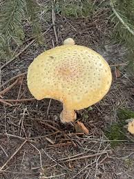 Attēlu rezultāti vaicājumam “Amanita regalis”