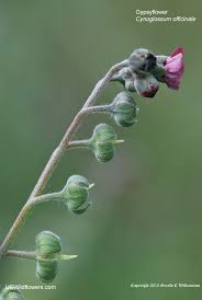 Attēlu rezultāti vaicājumam “Cynoglossum officinale flower”
