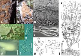 Attēlu rezultāti vaicājumam “Phleogena faginea sessile”