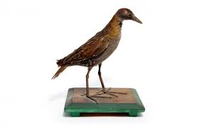 Image result for Porzana pusilla