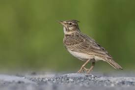 Attēlu rezultāti vaicājumam “Galerida cristata adult”