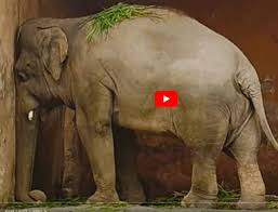 Image result for sad elephant