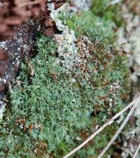 Attēlu rezultāti vaicājumam “Saelania glaucescens”