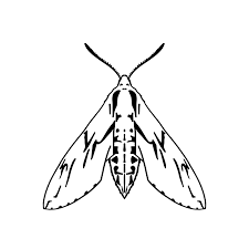 Attēlu rezultāti vaicājumam “Sphinx pinastri”