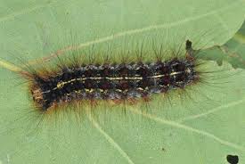 Attēlu rezultāti vaicājumam “Lymantria dispar larva”