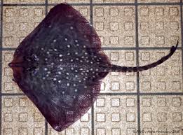 Image result for Raja clavata