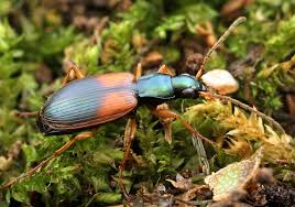 Attēlu rezultāti vaicājumam “Anchomenus dorsalis”