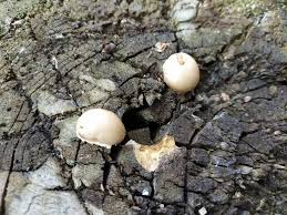 Attēlu rezultāti vaicājumam “Reticularia lycoperdon”