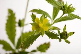 Attēlu rezultāti vaicājumam “Potentilla argentea”