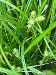 Attēlu rezultāti vaicājumam “Carex remota fruit”