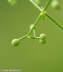 Attēlu rezultāti vaicājumam “Galium rivale flower”