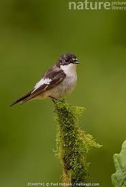 Attēlu rezultāti vaicājumam “Ficedula hypoleuca male”