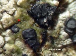 Attēlu rezultāti vaicājumam “Porpidia macrocarpa”