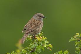 Attēlu rezultāti vaicājumam “Prunella modularis adult”