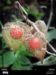 Attēlu rezultāti vaicājumam “Physalis alkekengi fruit”
