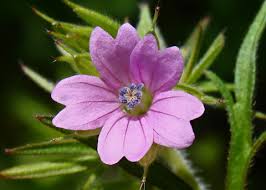Attēlu rezultāti vaicājumam “Geranium dissectum flower”