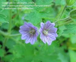 Attēlu rezultāti vaicājumam “Geranium bohemicum”