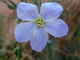Attēlu rezultāti vaicājumam “Linaceae”