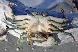 Image result for Callinectes sapidus