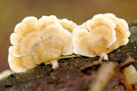 Attēlu rezultāti vaicājumam “Plicaturopsis crispa”