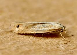 Attēlu rezultāti vaicājumam “Elachista maculicerusella”