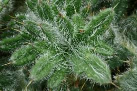 Attēlu rezultāti vaicājumam “Cirsium acaule leaf”