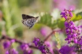 Attēlu rezultāti vaicājumam “Heteropterus morpheus upperside”