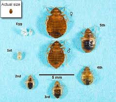Image result for bed bugs