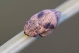 Attēlu rezultāti vaicājumam “Lepyronia coleoptrata”