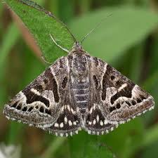 Attēlu rezultāti vaicājumam “Callistege mi”