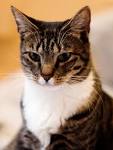 File:American Shorthair.jpg - Wikipedia, the free encyclopedia