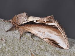 Attēlu rezultāti vaicājumam “Pheosia gnoma”