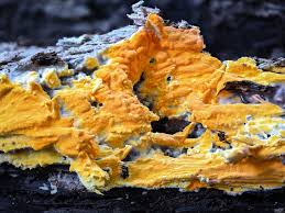 Attēlu rezultāti vaicājumam “Ceriporia viridans”