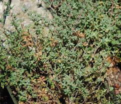 Attēlu rezultāti vaicājumam “Thymus pulegioides fruit”