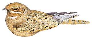 Attēlu rezultāti vaicājumam “Caprimulgus europaeus”