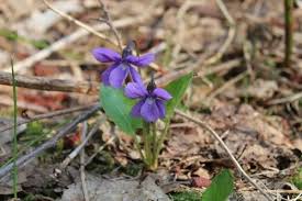 Attēlu rezultāti vaicājumam “Viola uliginosa”