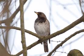 Image result for Turdus ruficollis