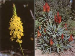 Attēlu rezultāti vaicājumam “Liliaceae”