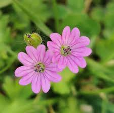 Attēlu rezultāti vaicājumam “Geranium pusillum leaf”