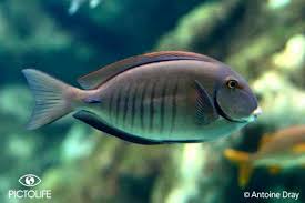 Image result for Acanthurus chirurgus