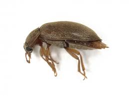 Attēlu rezultāti vaicājumam “Byturus tomentosus”