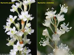 Attēlu rezultāti vaicājumam “Reynoutria sachalinensis flower”