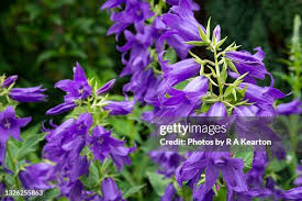 Attēlu rezultāti vaicājumam “Campanula latifolia flower”