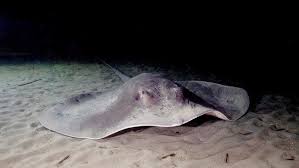 Image result for Bathytoshia centroura