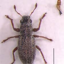 Attēlu rezultāti vaicājumam “Sitona sp.”