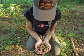 Image result for Acorn Archers