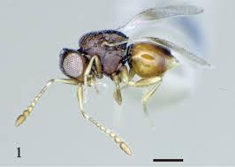 Attēlu rezultāti vaicājumam “Aphodius subterraneus imago”